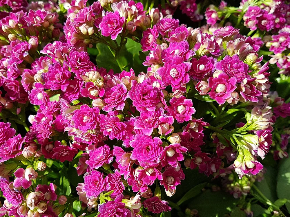 Visitors enjoying floral scent and taking family photos in the south bed