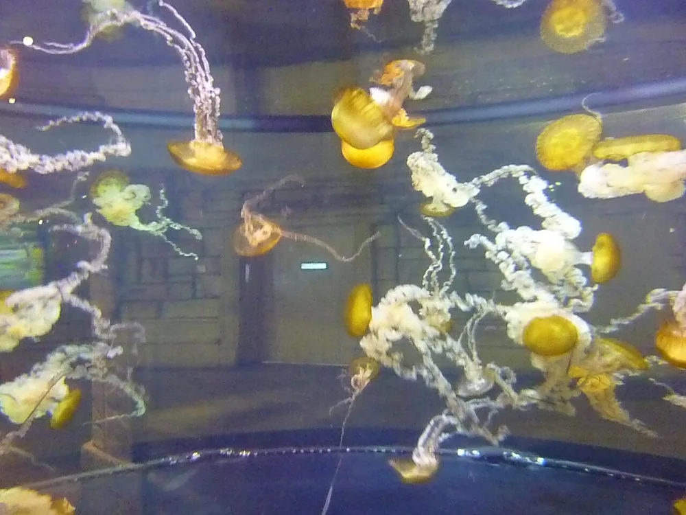 Sunken temple entry portal to Shark Reef Aquarium