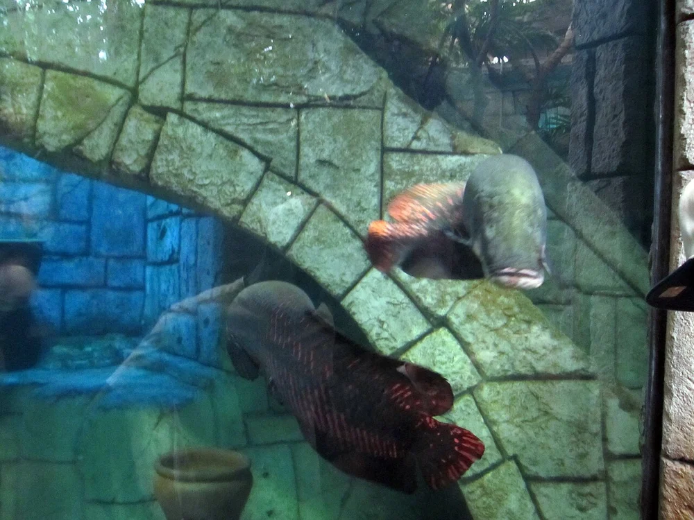 Stingray touch pool pavilion vs main predator tank display