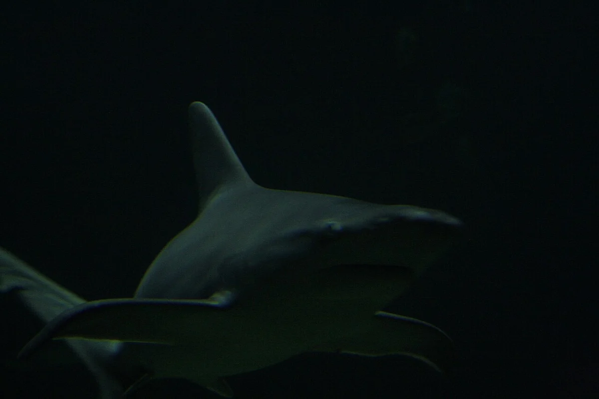 Shark Reef Aquarium at Mandalay Bay standard view