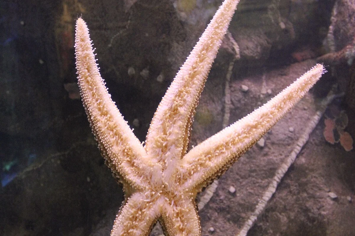 Shark Reef Aquarium at Mandalay Bay premium cabana / elevated view