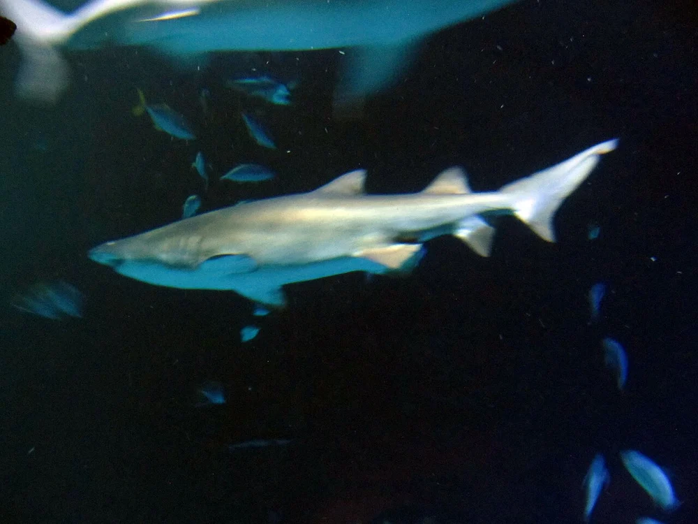 Shark Reef Aquarium at Mandalay Bay Navigation Step 2: Shark Reef Rotunda